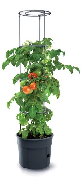 Doniczka do uprawy pomidorów Tomato Grower duża